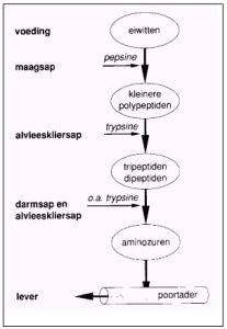 eiwit1 (1)